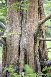 免费多人沙盒游戏《宝藏世界》推出更新“潮起潮落”，带来全新克苏鲁风冒险